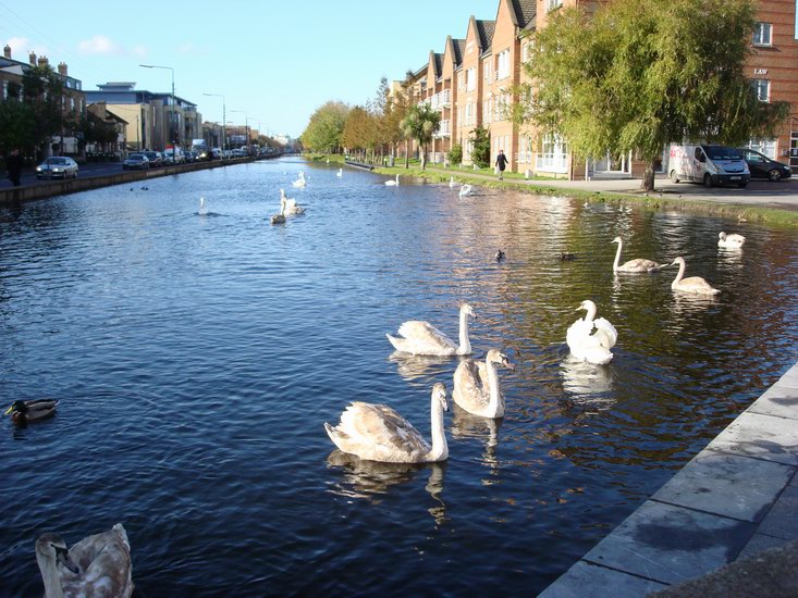 Svanungarna i Grand Canal, inte långt från där vi bor. Kanalen anlades 1791 för att kunna forsla Guinessfat.