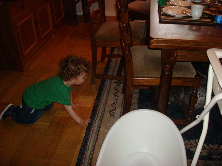 Oscar var väldigt nyfiken på deras katt Lillan. Som tur var hade han inte en chans att fånga henne.